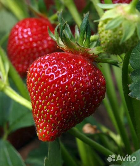 Рассада клубники