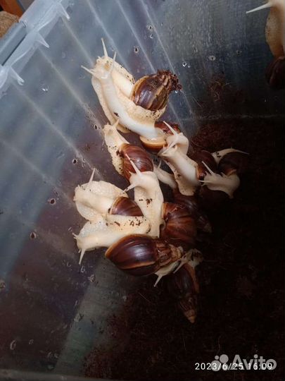 Улитки ахатины