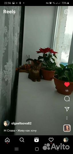 Абиссинская кошка