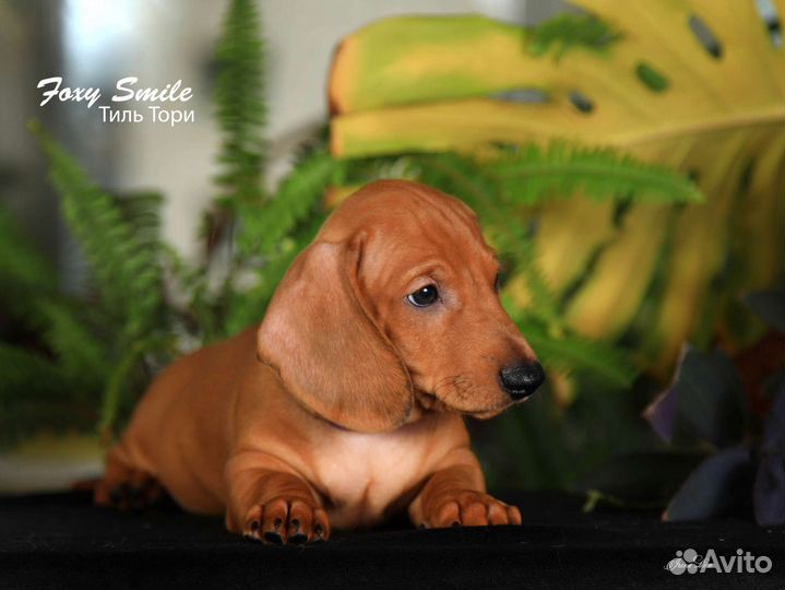 Такса гладкошерстная