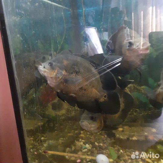 Астронотусы