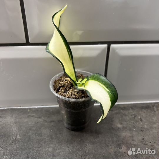 Миртовое дерево пеперомия