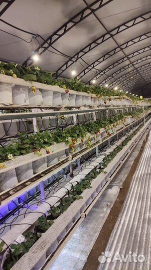 Аренда отапливаемой теплицы с клубникой