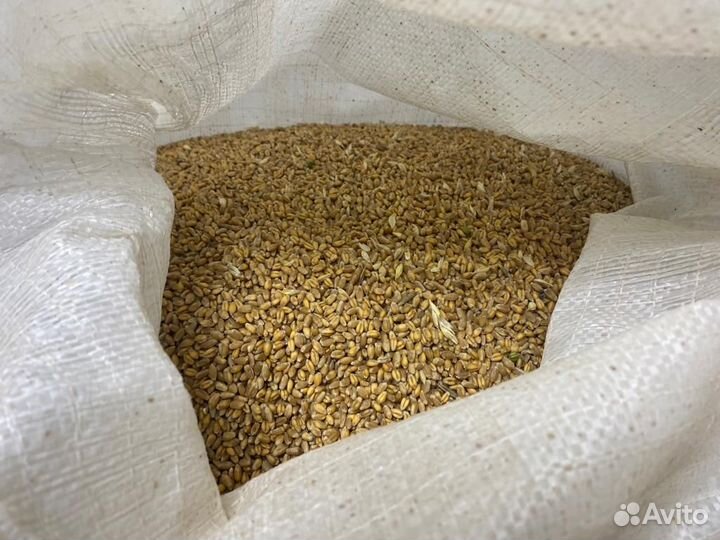 Пшеница ячмень кукуруза горох овёс отруби