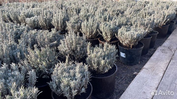 Саженцы виноград Киш миш