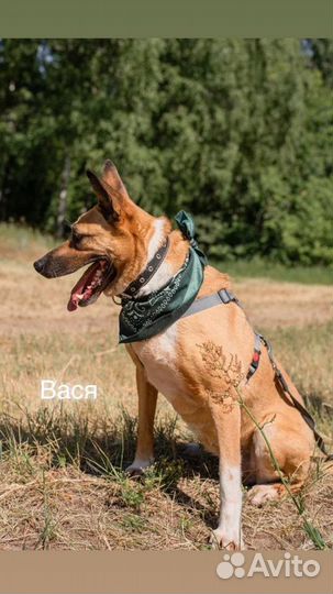 Собака из приюта ищет дом