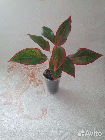 Комнатные растения