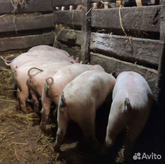 Поросята Крупно белая+ландрас