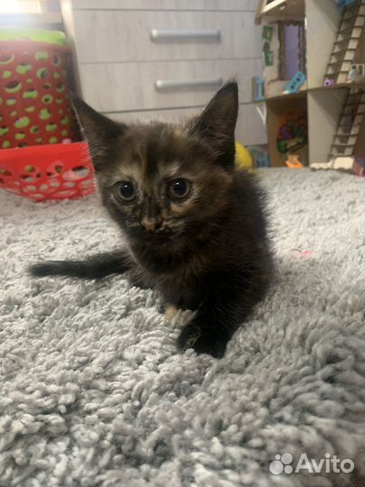 Милые котята