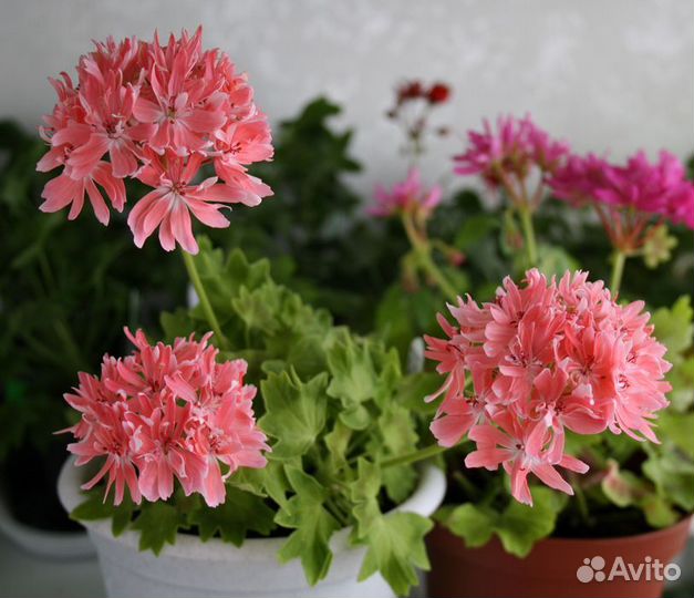 Пеларгония