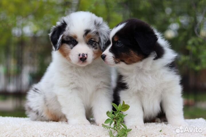 Щенки аусси