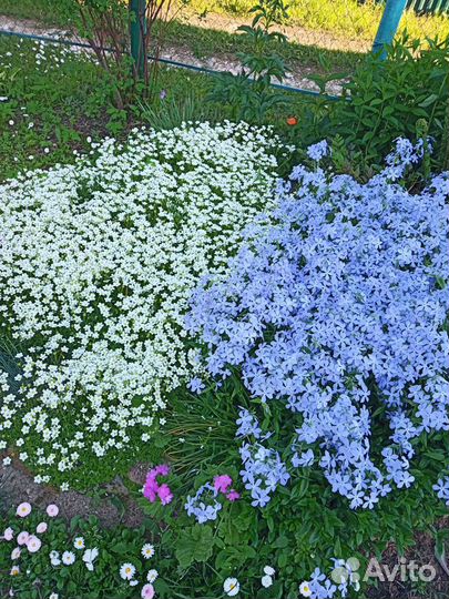 Бузульник и другие неприхотливые цветы