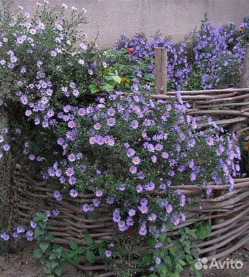 Сентябринка