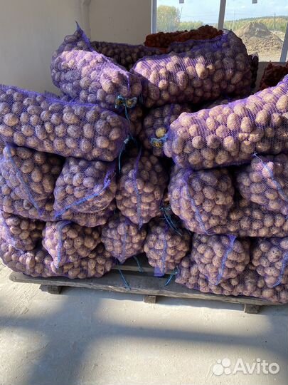 Продам картофель