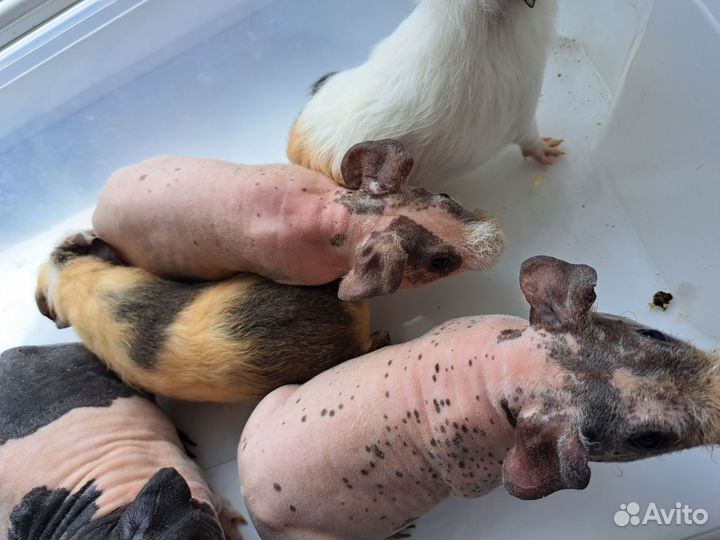 Морские свинки голые скинни,ген скинни