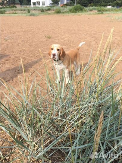 Кобель бигль для вязки