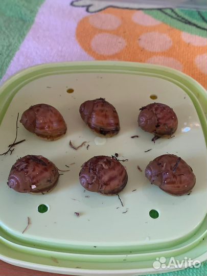 Улитки архахатины