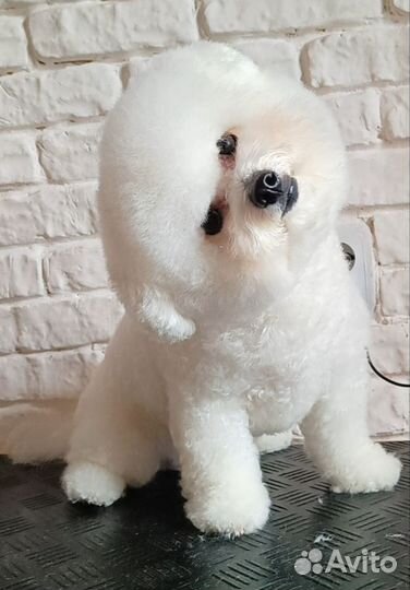 Груминг собак и кошек, УЗ чистка зубов