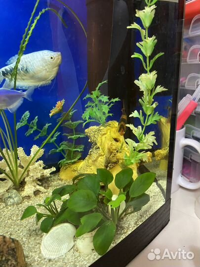 Аквариум с рыбками