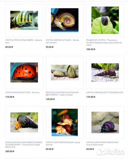 Аквариумные улитки в Магазине ассортимент
