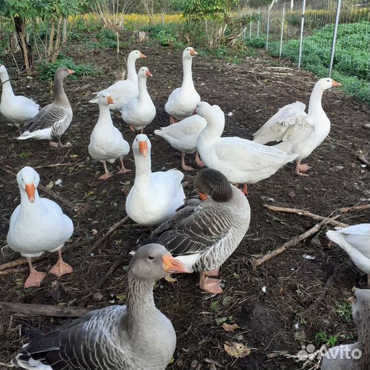 Гуси Губернаторские и Шадринские