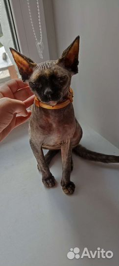 Отдам в добрые руки