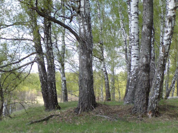 Участок 8 сот. (ИЖС)