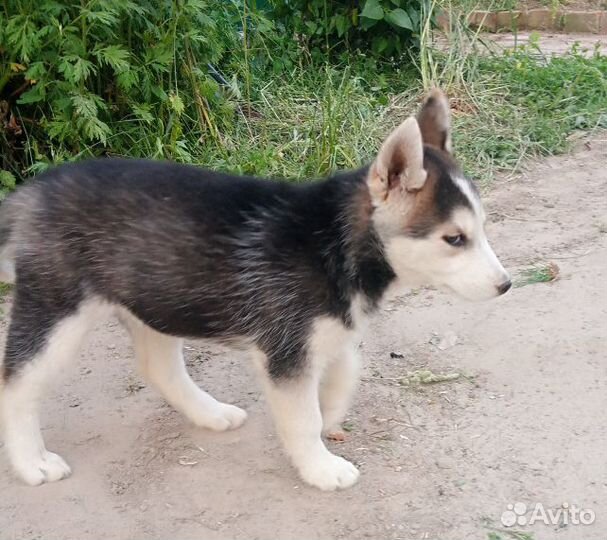 Щенки в добрые руки