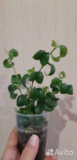 Фикусы Барок, пумила