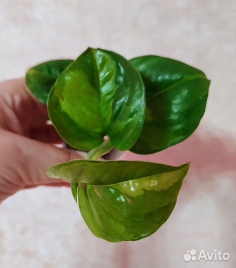 Эпипремнум (сциндапсус) Глобал Грин