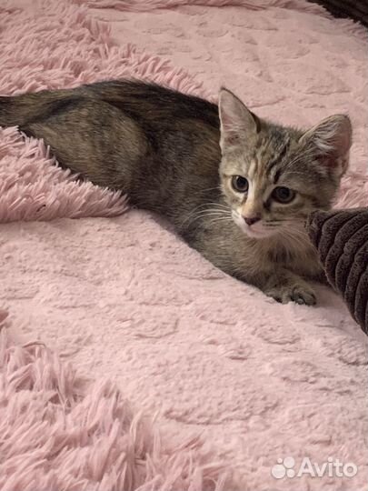 Котенок бесплатно в добрые руки