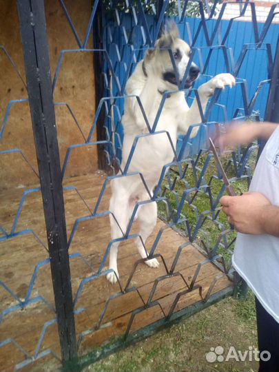 Алабай в добрые руки