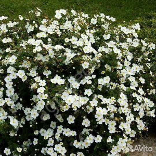 Лапчатка в ассортименте