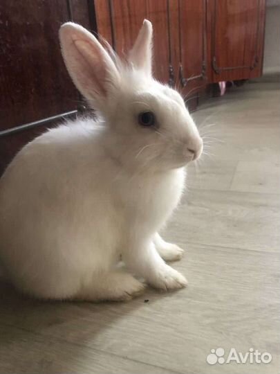 Ручные карликовые кролики. Выбор