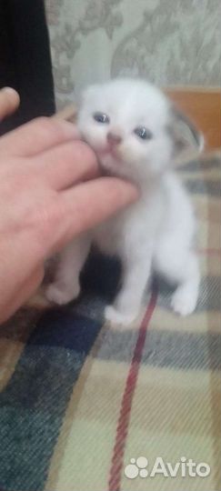 Отдам в добрые руки породистых котят. Вислоухие