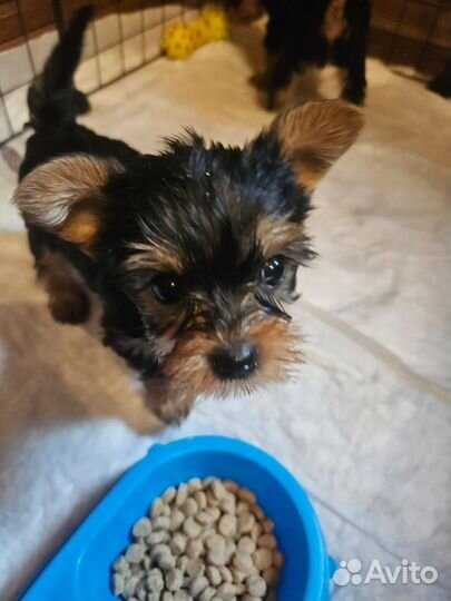 Йоркширский терьер