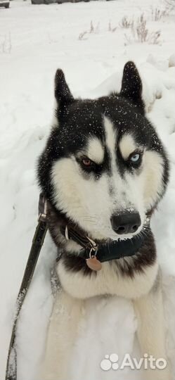 Вязка хаски