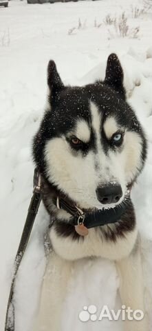 Вязка хаски