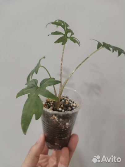 Алоказия Brancifolia