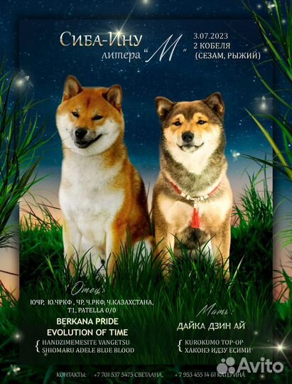 Щенки сиба ину