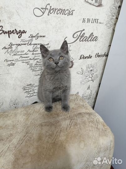 Котёнок, мальчик, бесплатно