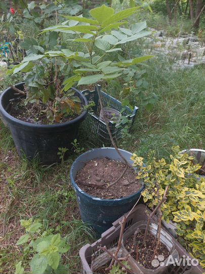 Ясень саженцы