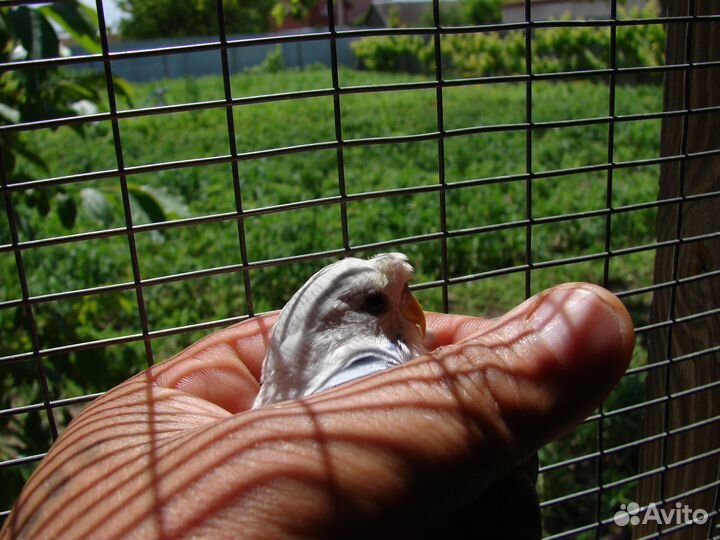 Хохлатые(чубатые) волнистые попугаи