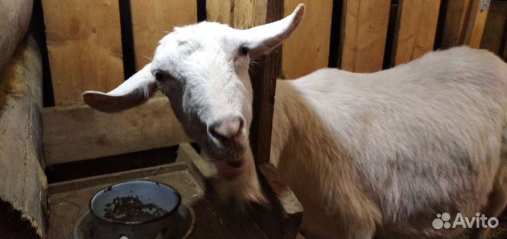 Козы, козлы