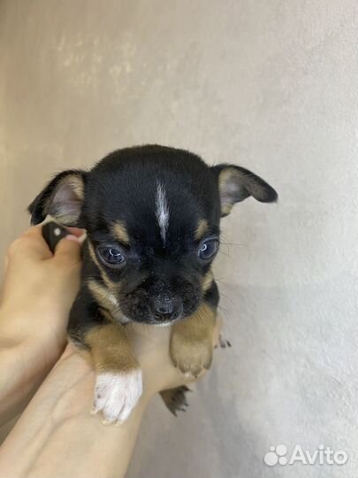 Щенки чихуахуа мини