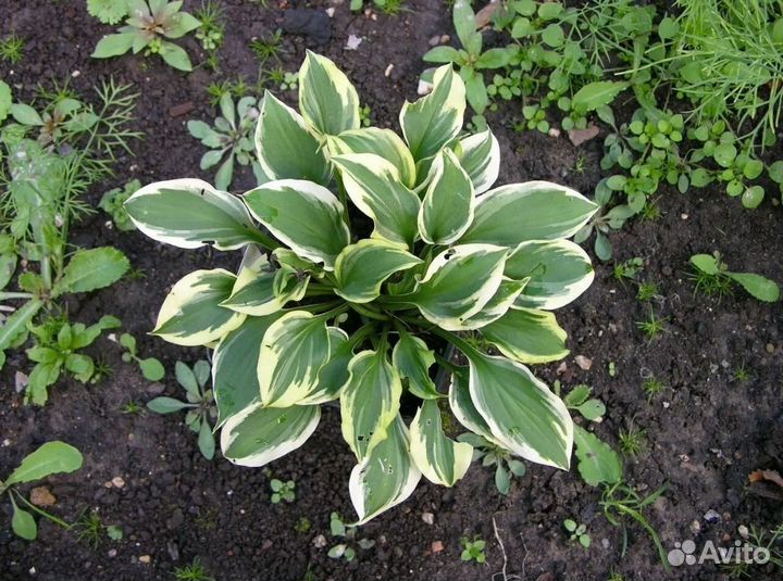 Хоста растение