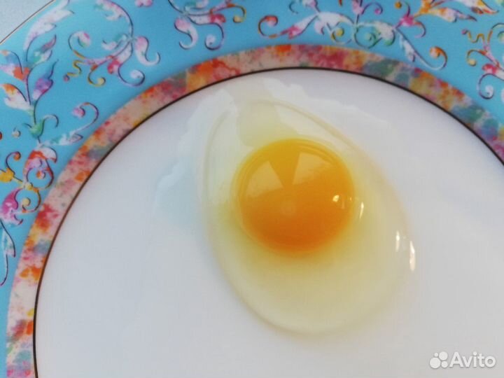 Леггорн пятнистый Яйцо инкубационное