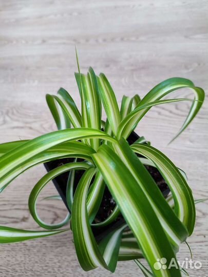 Бугенвиллия