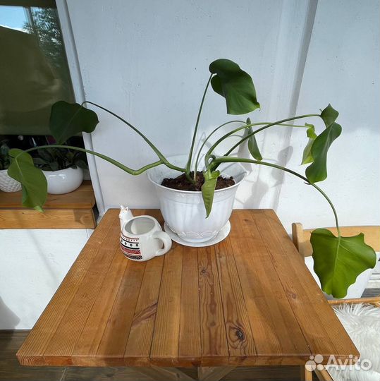 Монстера растение