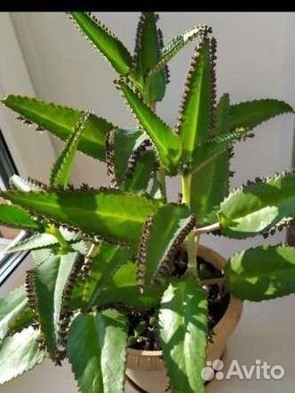 Каланхоэ лечебное